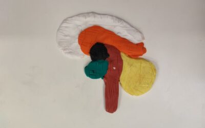 Biology – Modelling the Brain Activity
