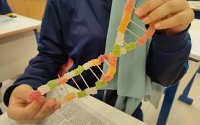Biology – Building DNA using Gummy Bears Activity