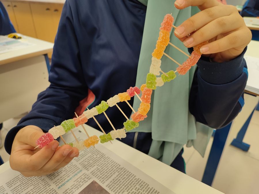 Biology – Building DNA using Gummy Bears Activity