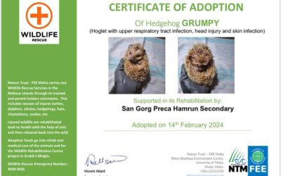 Our school adopted two animals who were found in difficulty